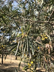 Acacia retinodes