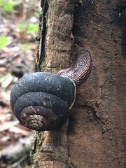 Monadenia infumata