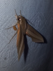 Xylophanes loelia