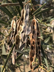 Acacia retinodes