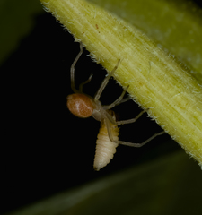 Cheiracanthium mildei