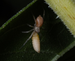 Cheiracanthium mildei