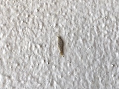 Phereoeca