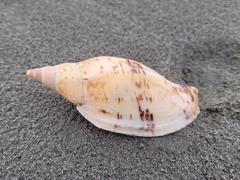 Alcithoe arabica