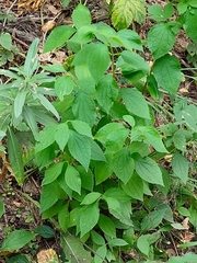 Philadelphus coronarius
