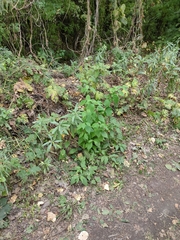Philadelphus coronarius