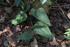 Piper dravidii