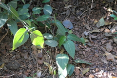 Piper dravidii