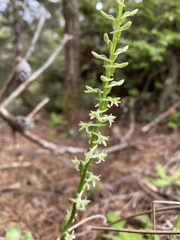 Platanthera transversa