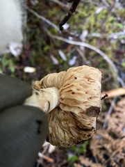 Lactarius desjardinii