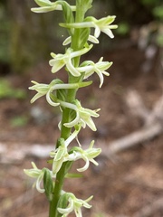 Platanthera transversa