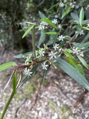 Nematolepis squamea squamea