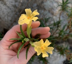 Diplacus