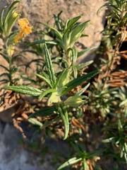 Diplacus