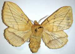 Euthrix potatoria