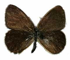 Coenonympha oedippus