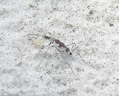 Image of Ellipsoptera hirtilabris