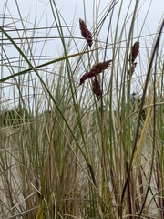 Poa macrantha