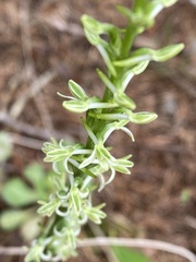 Platanthera transversa