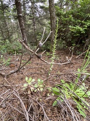 Platanthera transversa