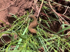Pachydactylus affinis