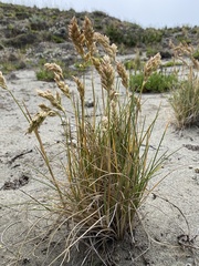 Poa macrantha