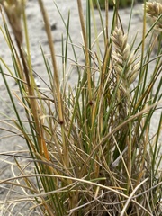 Poa macrantha