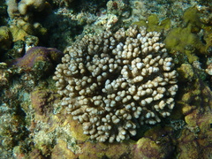 Cladiella