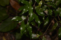 Syzygium francisii