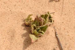 Oenothera cinerea cinerea
