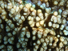 Cladiella