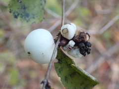 Symphoricarpos albus