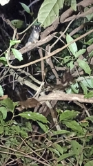 Philander opossum