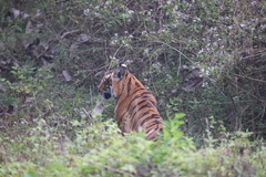 Panthera tigris tigris