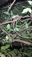 Philander opossum