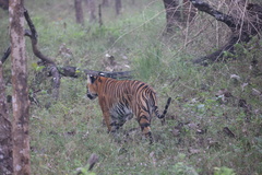 Panthera tigris tigris