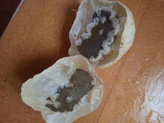 Ileodictyon cibarium