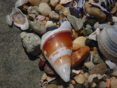 Ancillista velesiana