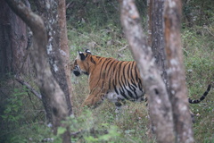 Panthera tigris tigris