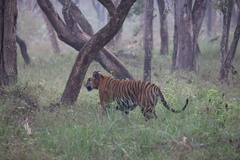 Panthera tigris tigris