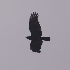 Corvus corone