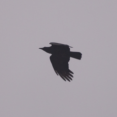 Corvus corone