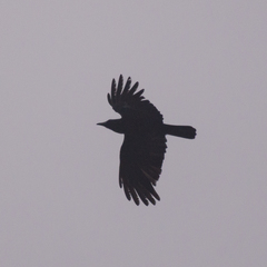 Corvus corone