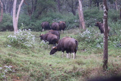 Bos gaurus