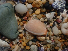 Staphylaea staphylaea