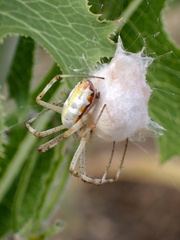 Argiope protensa