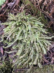 Cyathophorum bulbosum