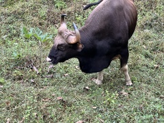 Bos gaurus