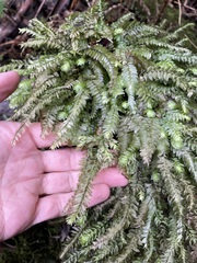 Cyathophorum bulbosum