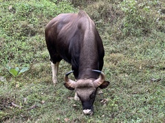 Bos gaurus